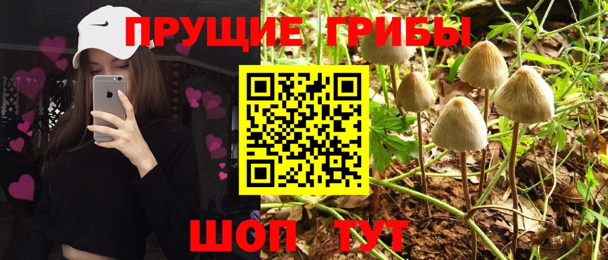 купить наркоту  Псилоцибиновые грибы MAGIC MUSHROOMS  Вход с VPN  Ирбит  Галлюциногенные грибы Psilocybe 